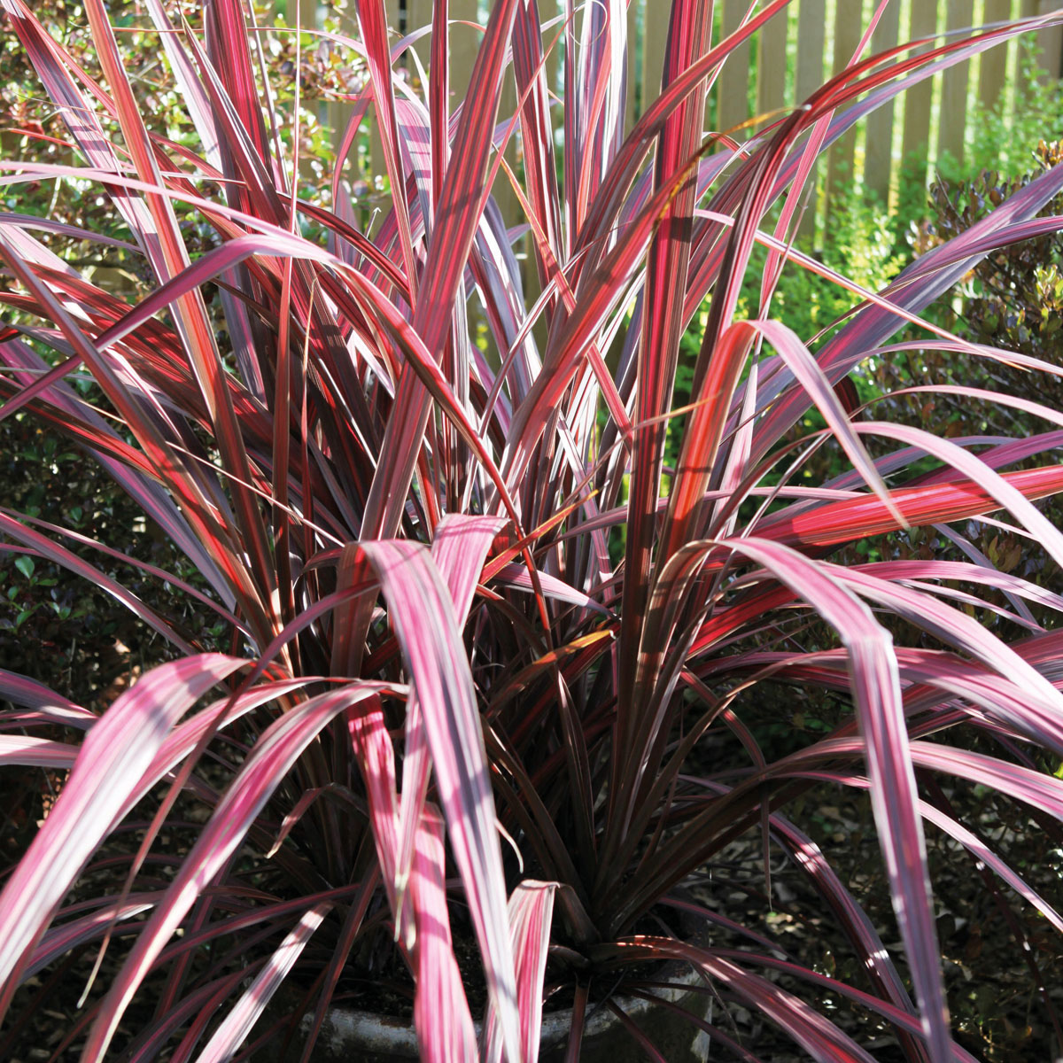 Cordyline - ELECTRIC - Electric Pink