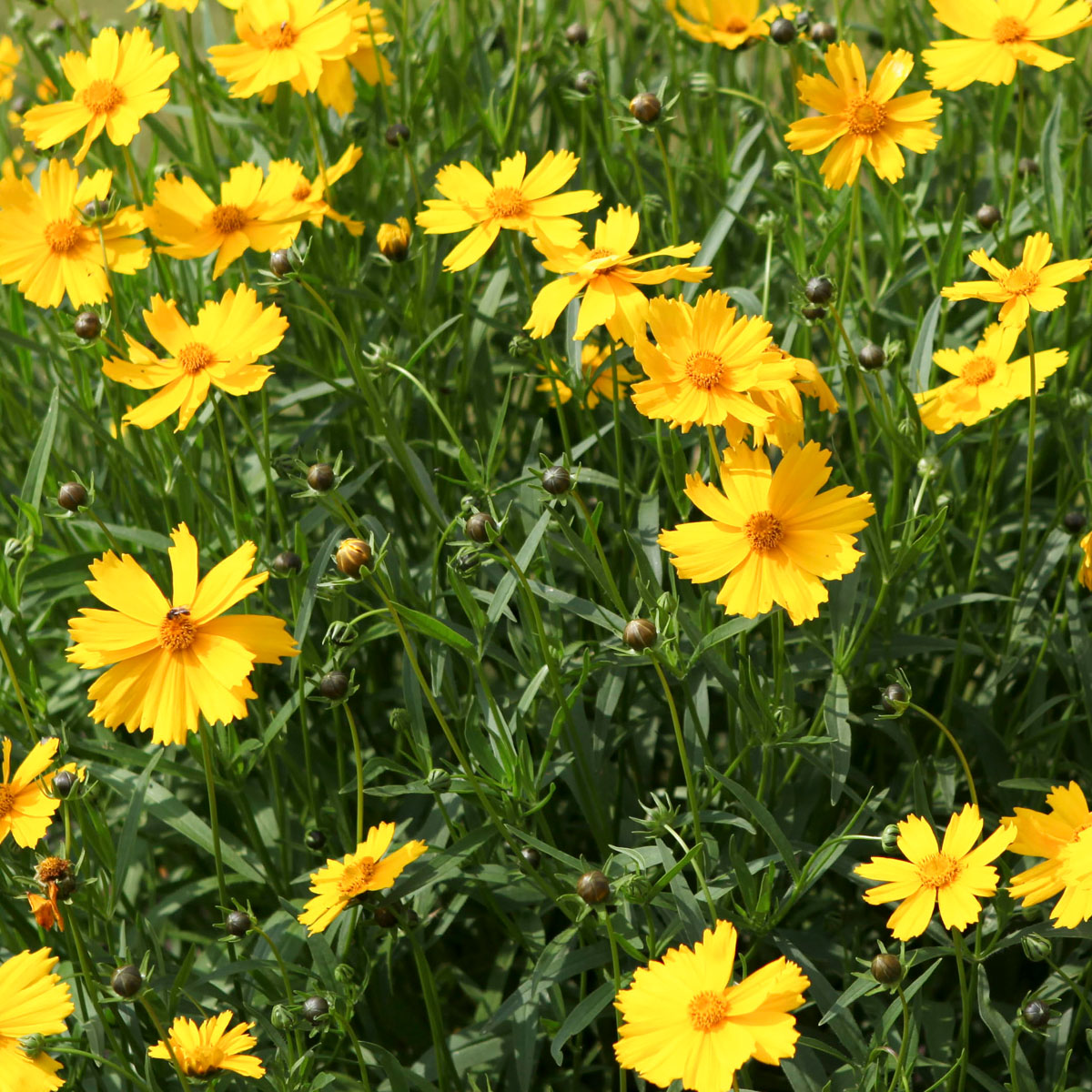 La collection Globe planter Coréopsis à grandes fleurs Flying Saucers