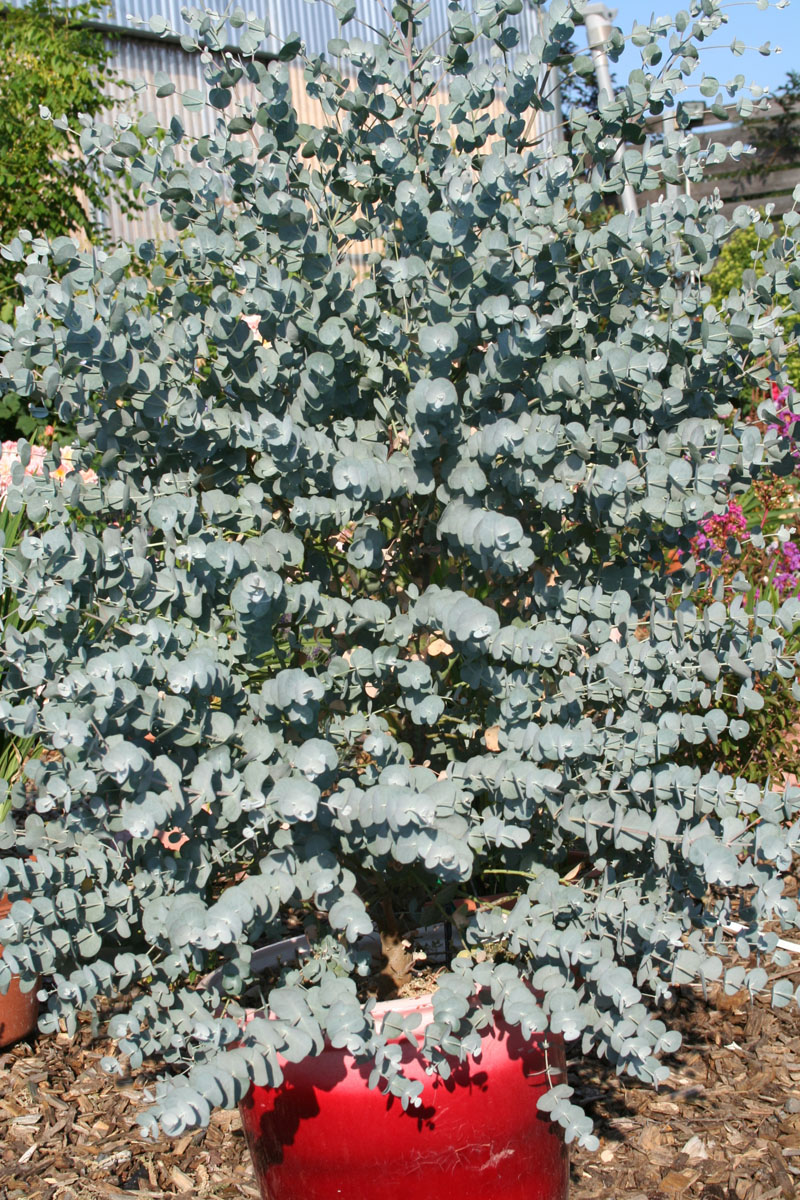 Eucalyptus - gunnii - Azura