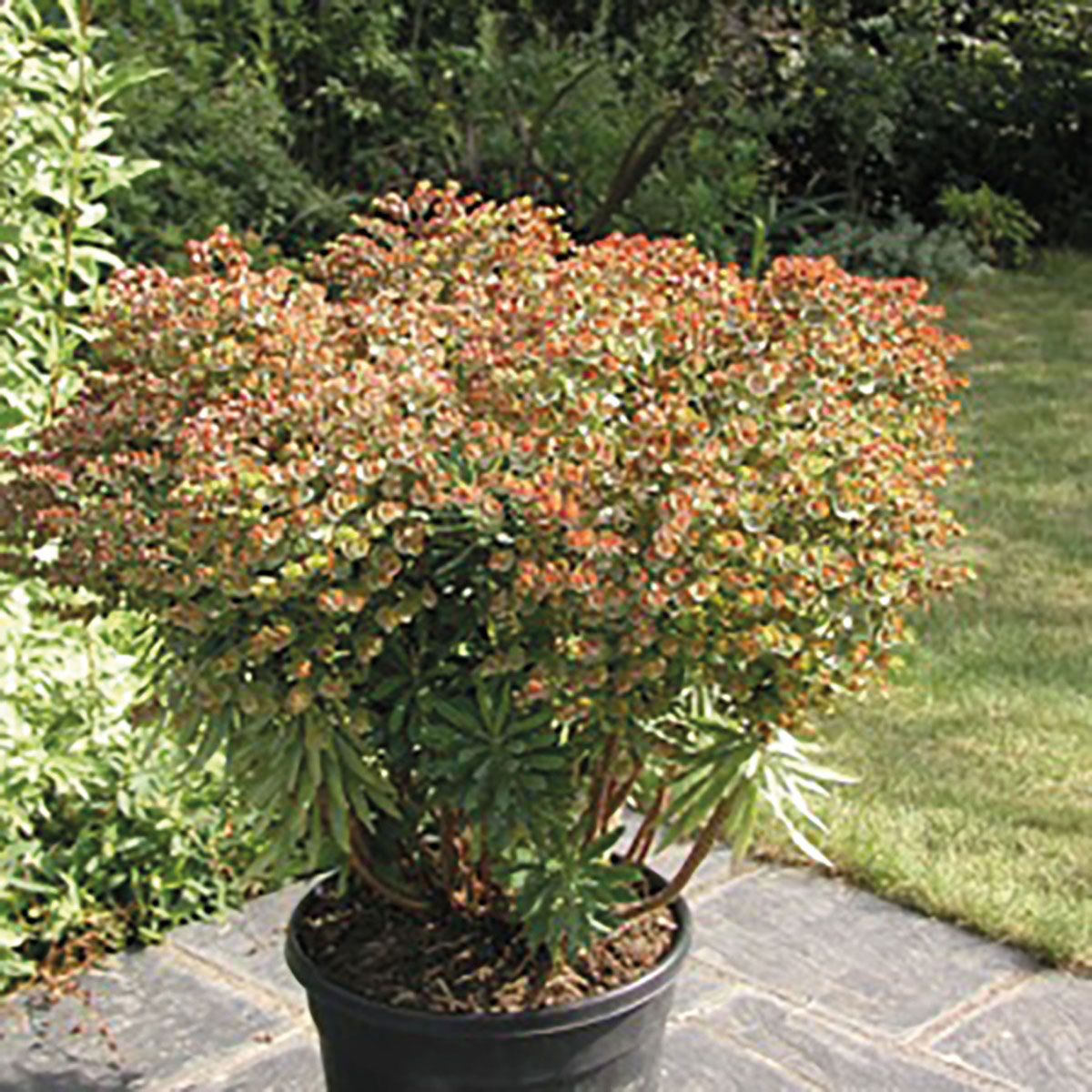 Euphorbia - hybride - Redwing