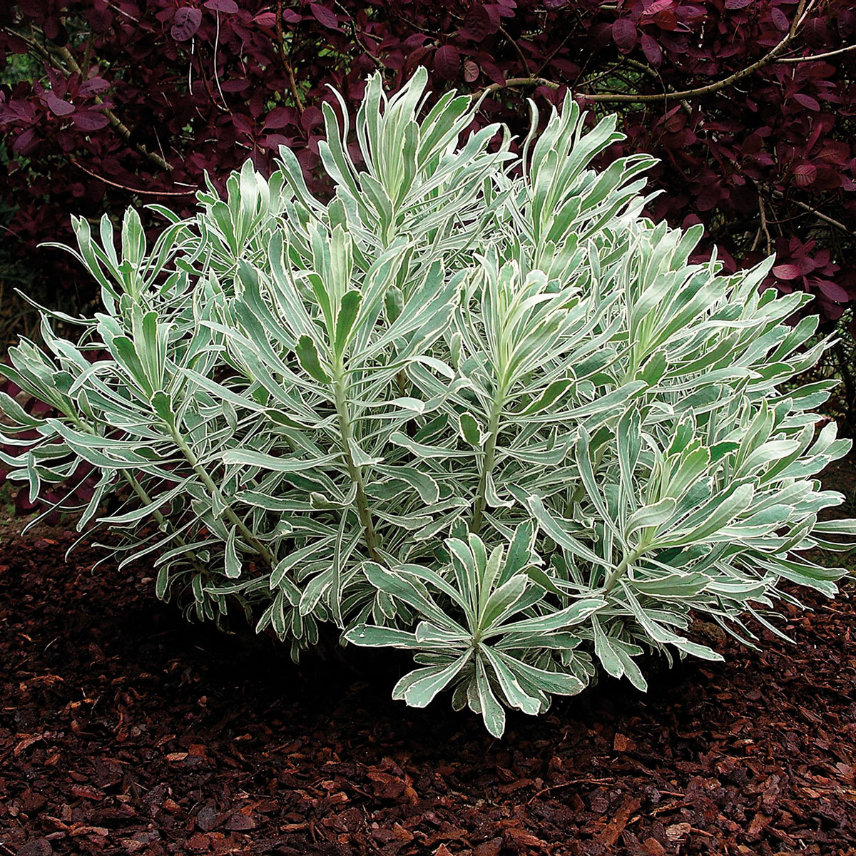 Euphorbia - characias - Silver Swan