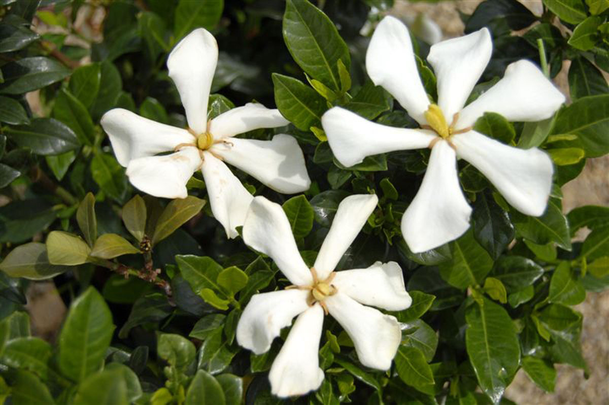 Gardenia - jasminoides - Pinwheel