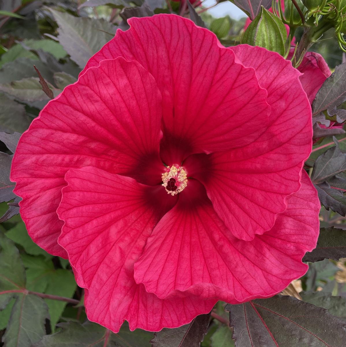 Hibiscus - CAROUSEL® - Pink Passion 