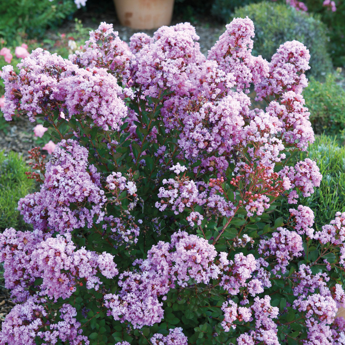 Lagerstroemia - WITH LOVE - Eternal  