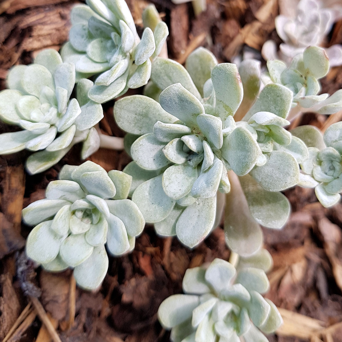 Sedum - spathulifolium - Cape Blanco