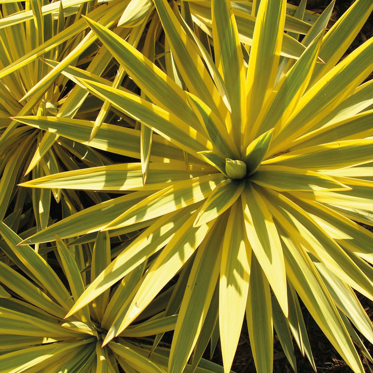 Yucca - recurvifolia - Bright Star