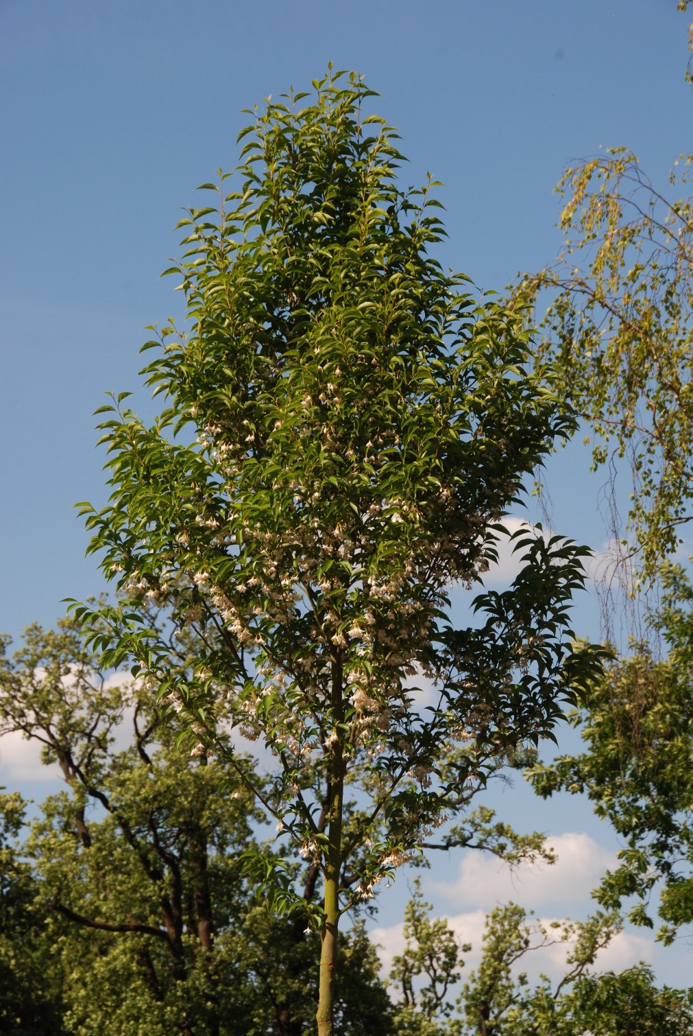 La collection Globe planter Arbre aux clochettes d