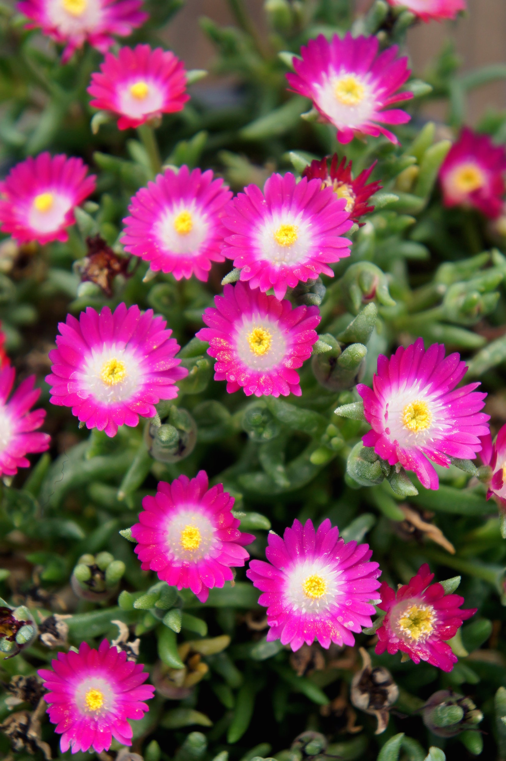 La collection Globe planter Delosperma JEWEL OF DESERT Amethyst
