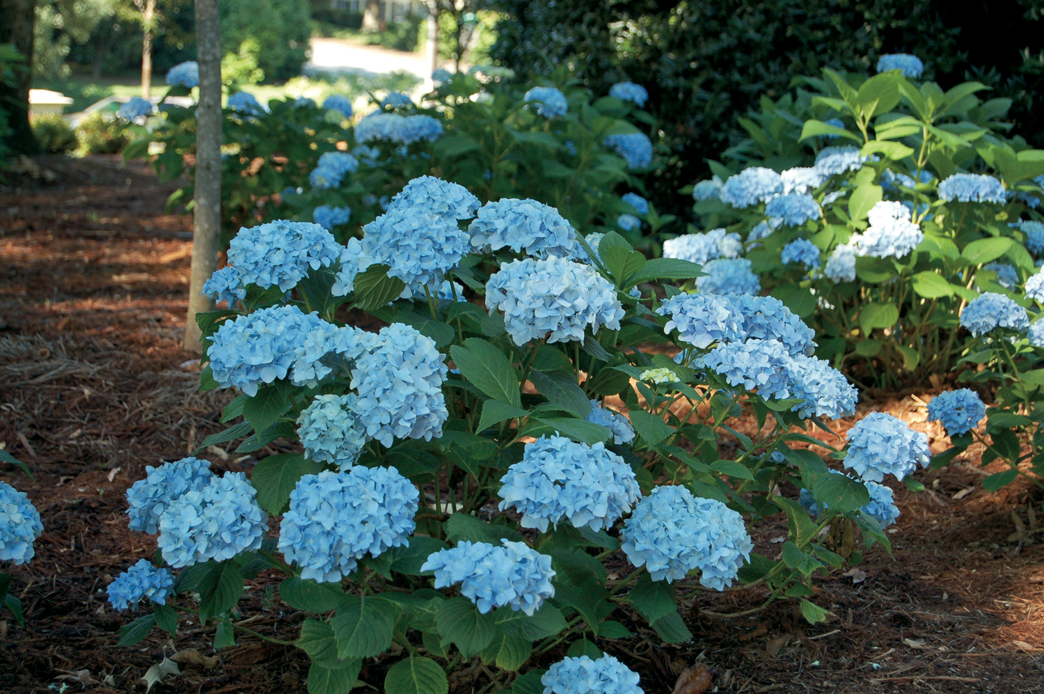 La collection Globe planter - Hortensia à grandes feuilles - France Bleu