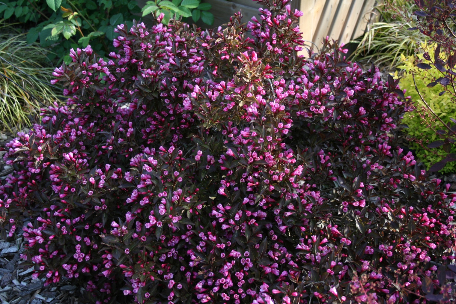 La collection Globe planter Weigélia Ruby Queen