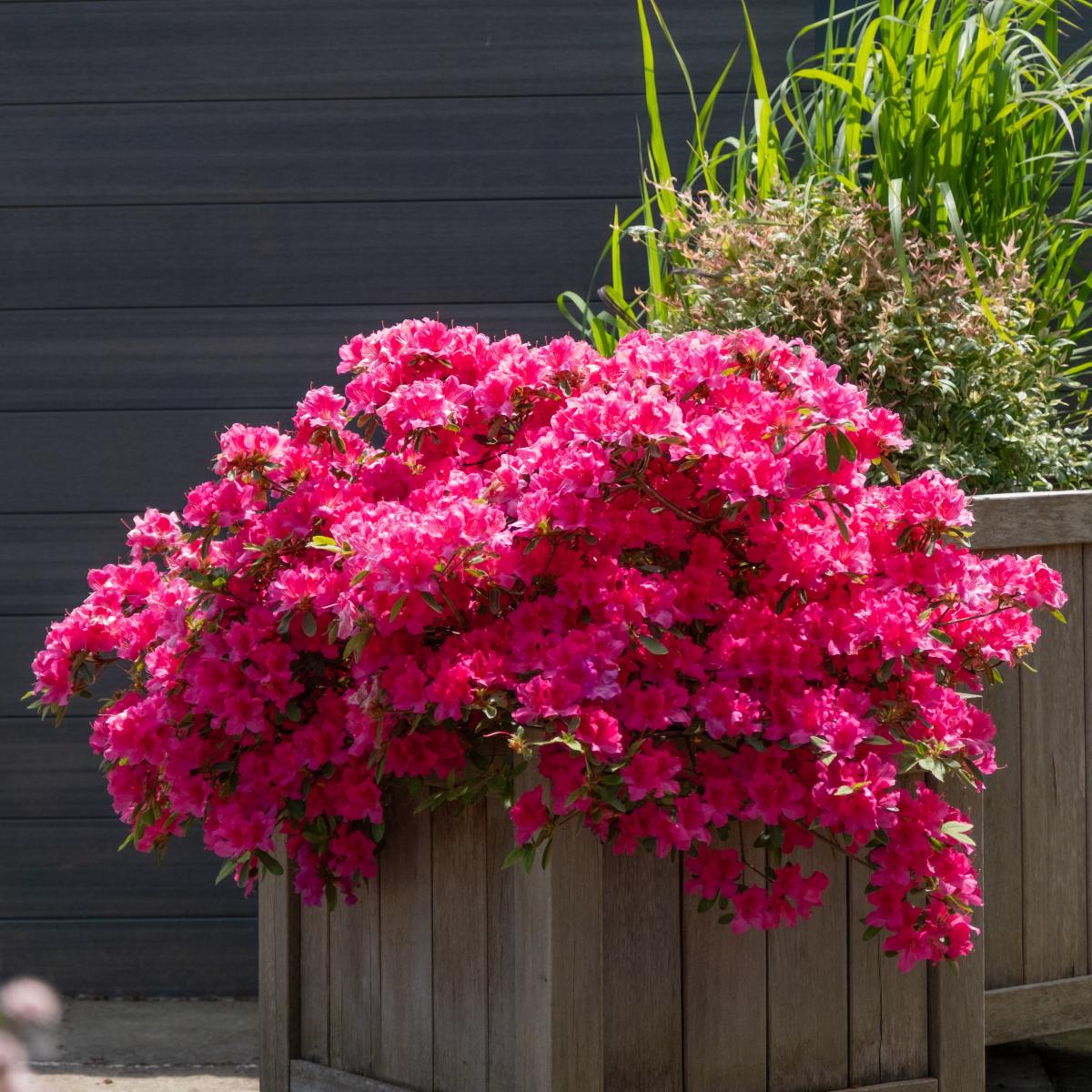 azalée japonaise 'Encore' Sangria'