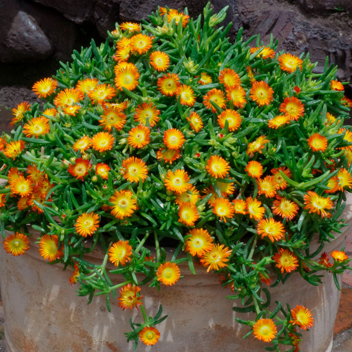 délospermas 'Orange Wonder'