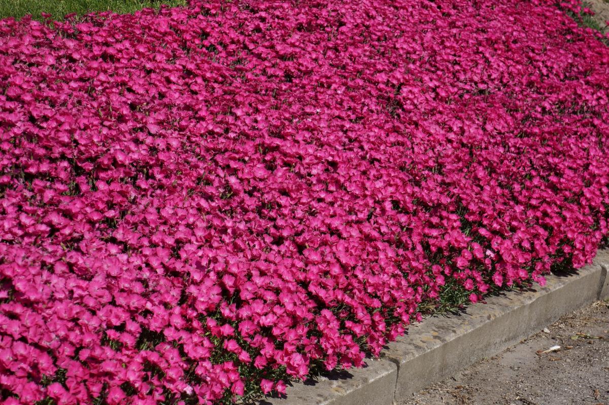 dianthus Vivid Bright Light