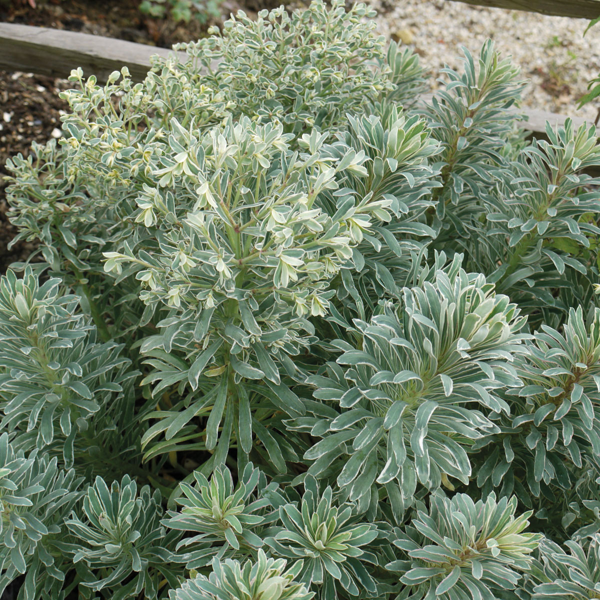 euphorbe 'Glacier Blue'