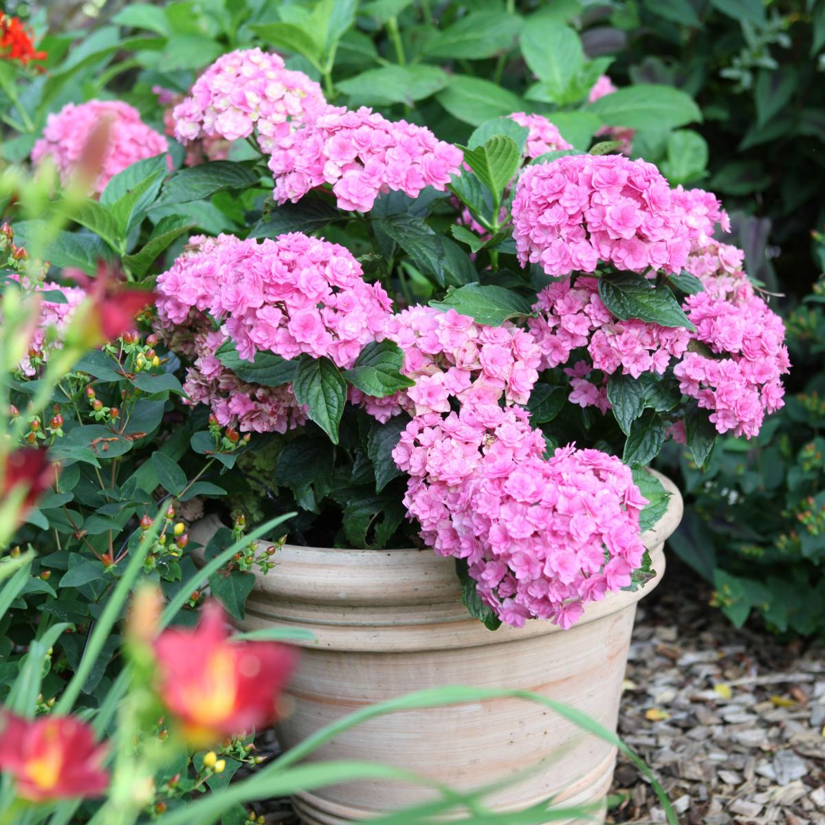 hortensia You & Me 'Together'