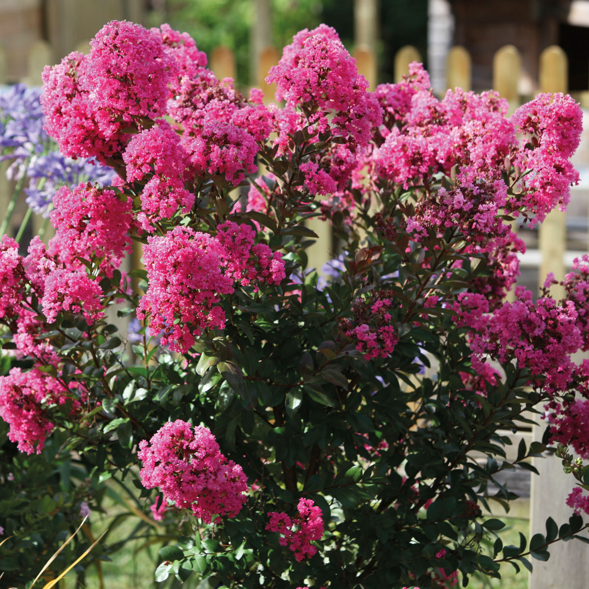 Lagerstroemia