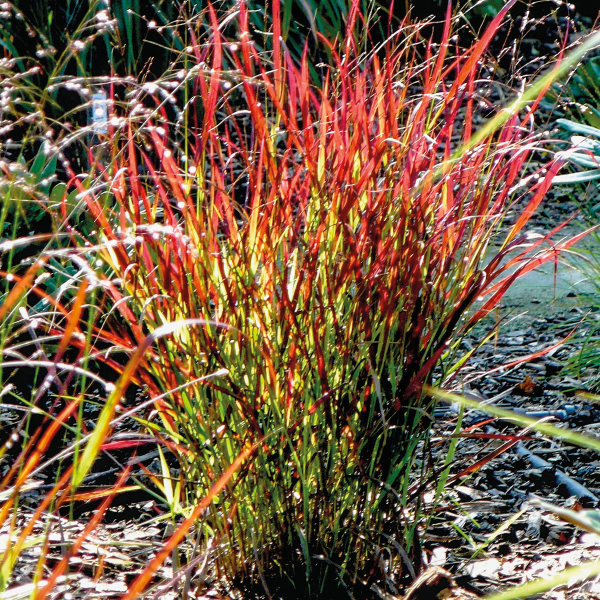 panic 'Sangria'