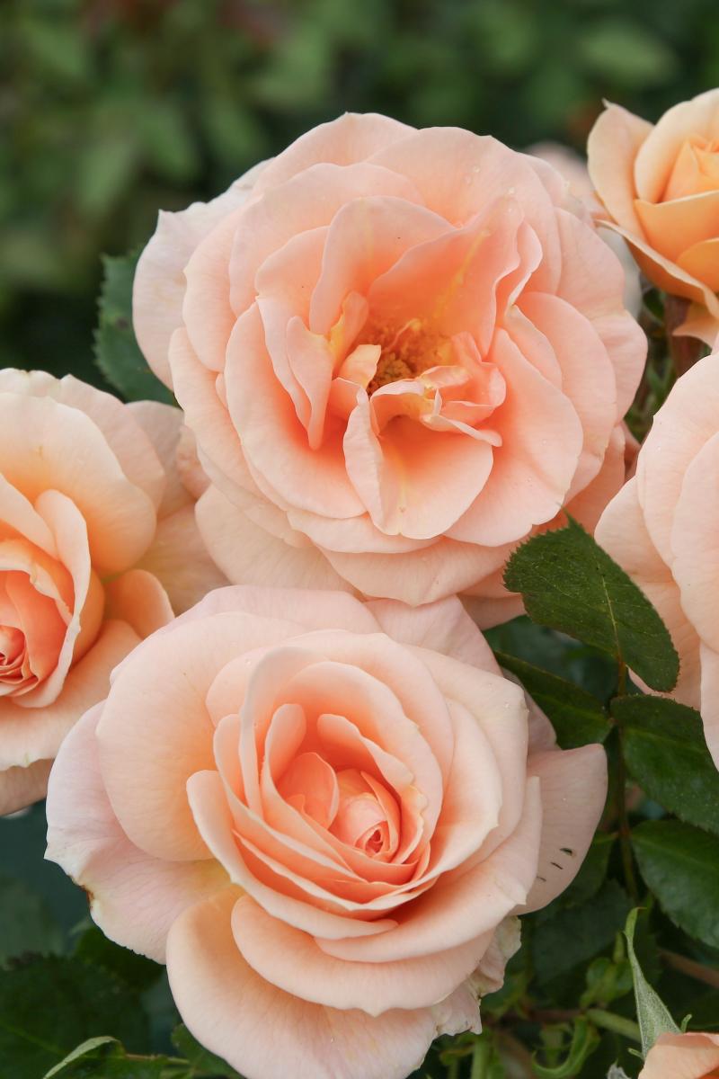 Le rosier RIGO ROSEN® Impala® est l'incarnation de la couleur Peach Fuzz au jardin.
