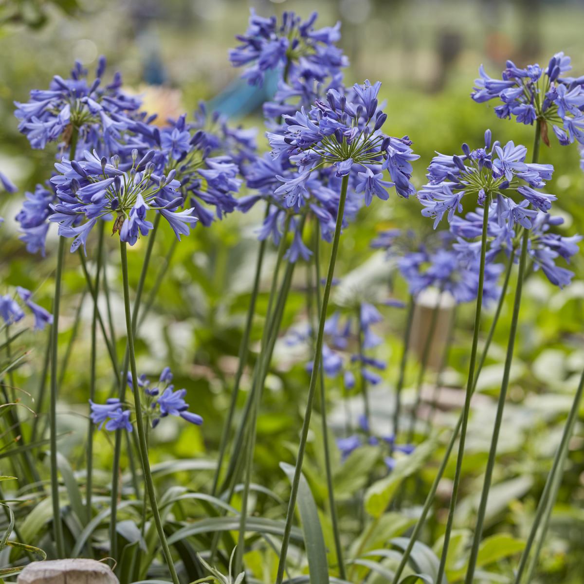 Agapanthus - EVERPANTHUS® - Ever Sapphire 