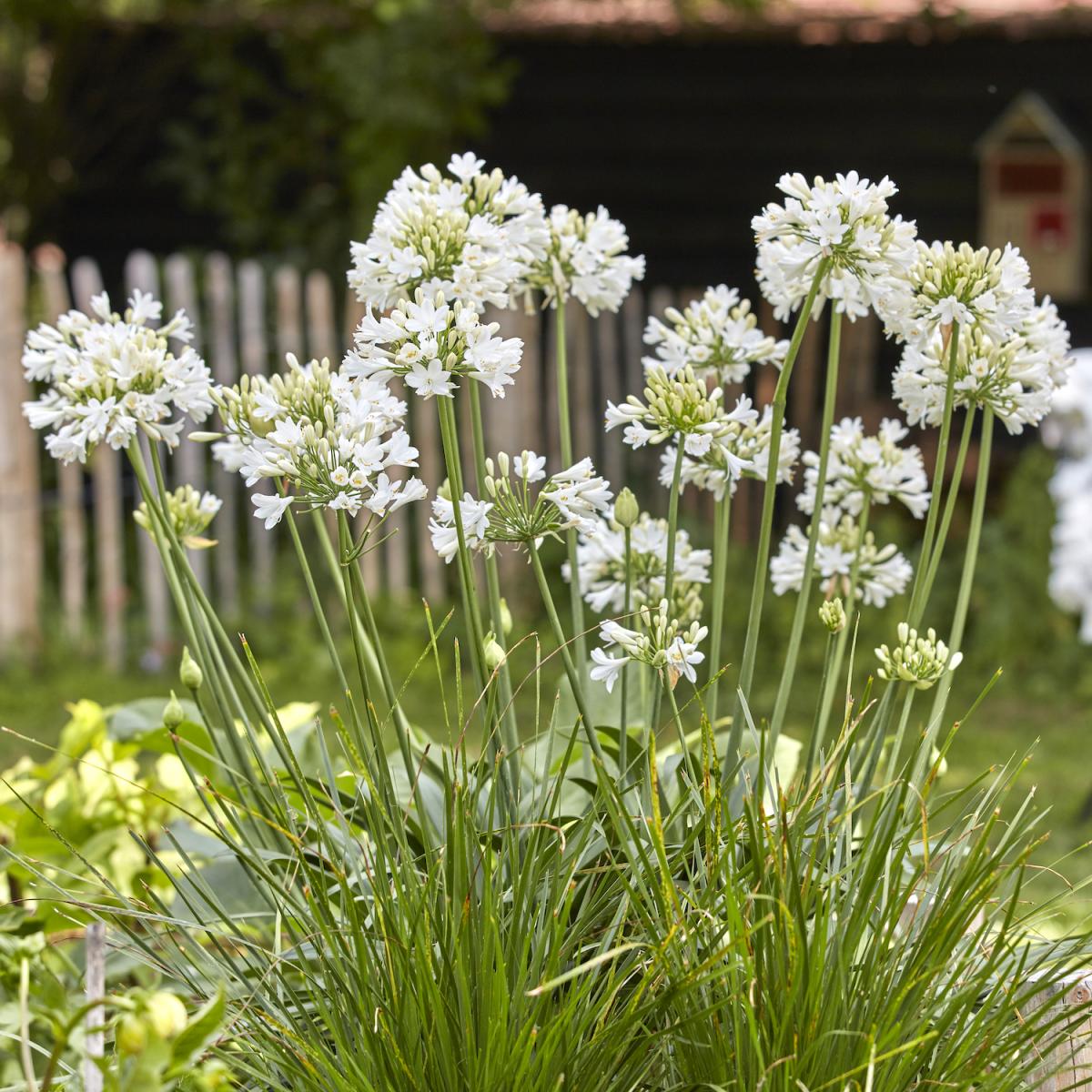 Agapanthus - EVERPANTHUS® - Ever White