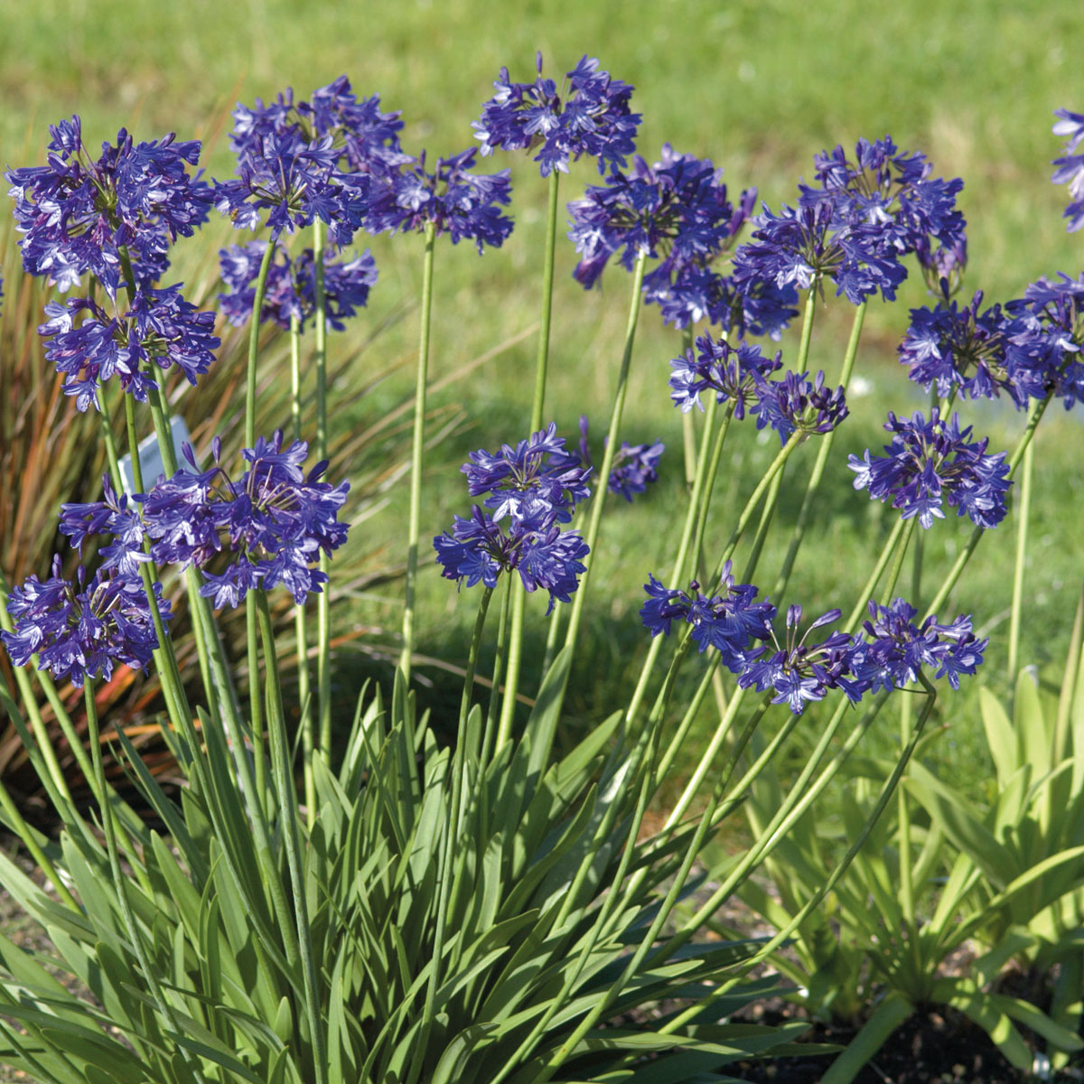 Agapanthus - hybride - Northern Star - Notfred