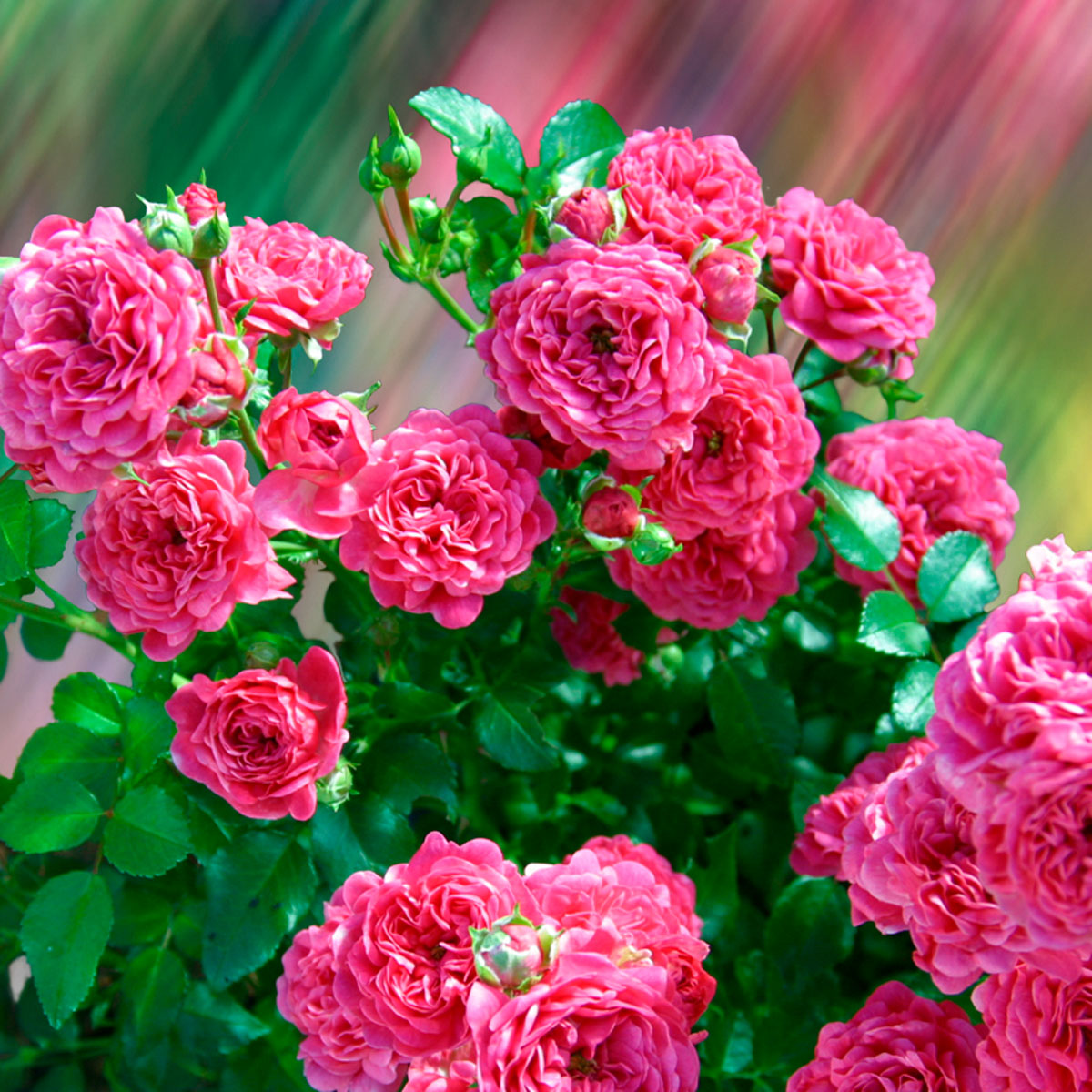 Романтик пепита роза фото и описание