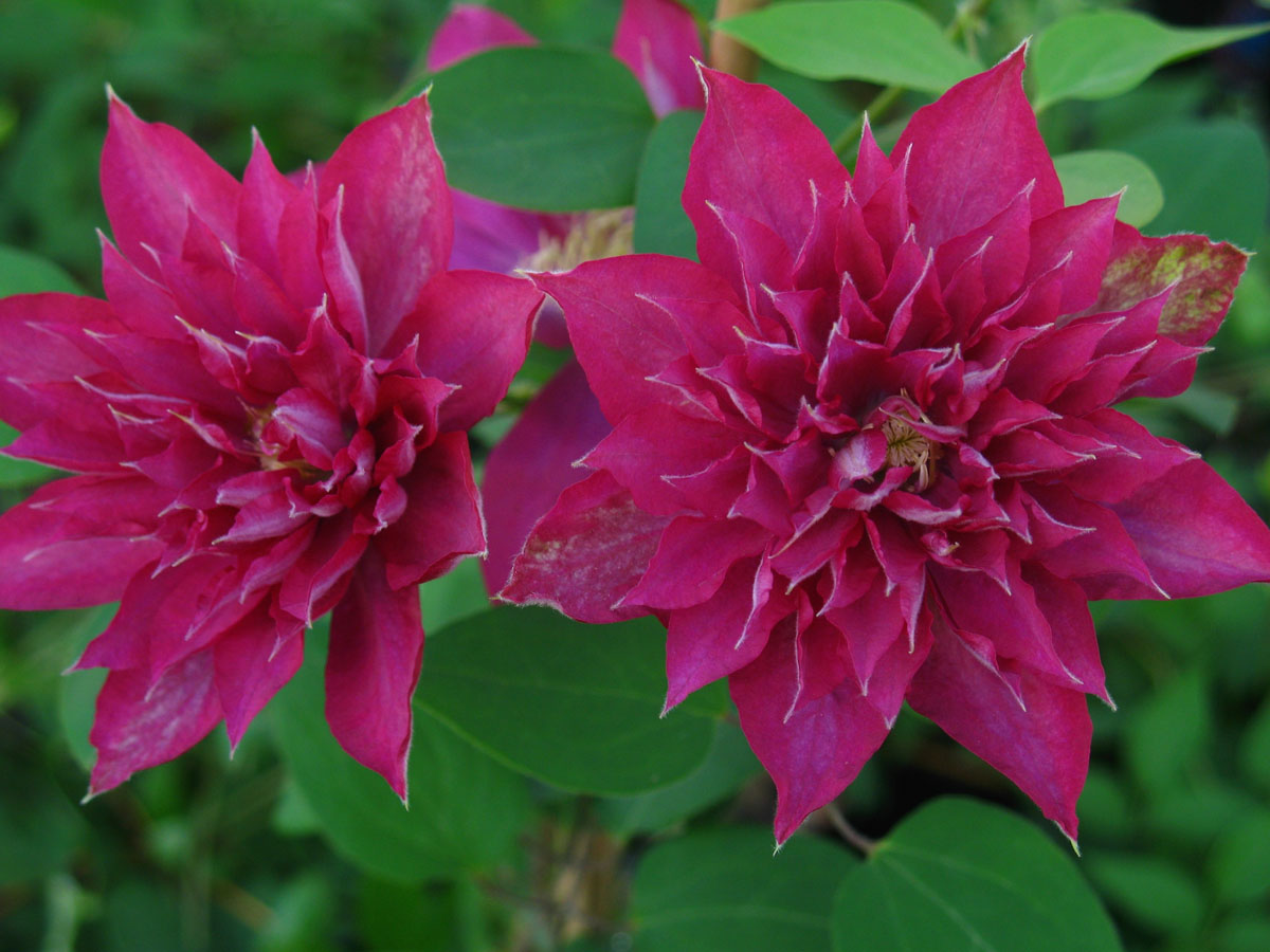 Fireflame clematis