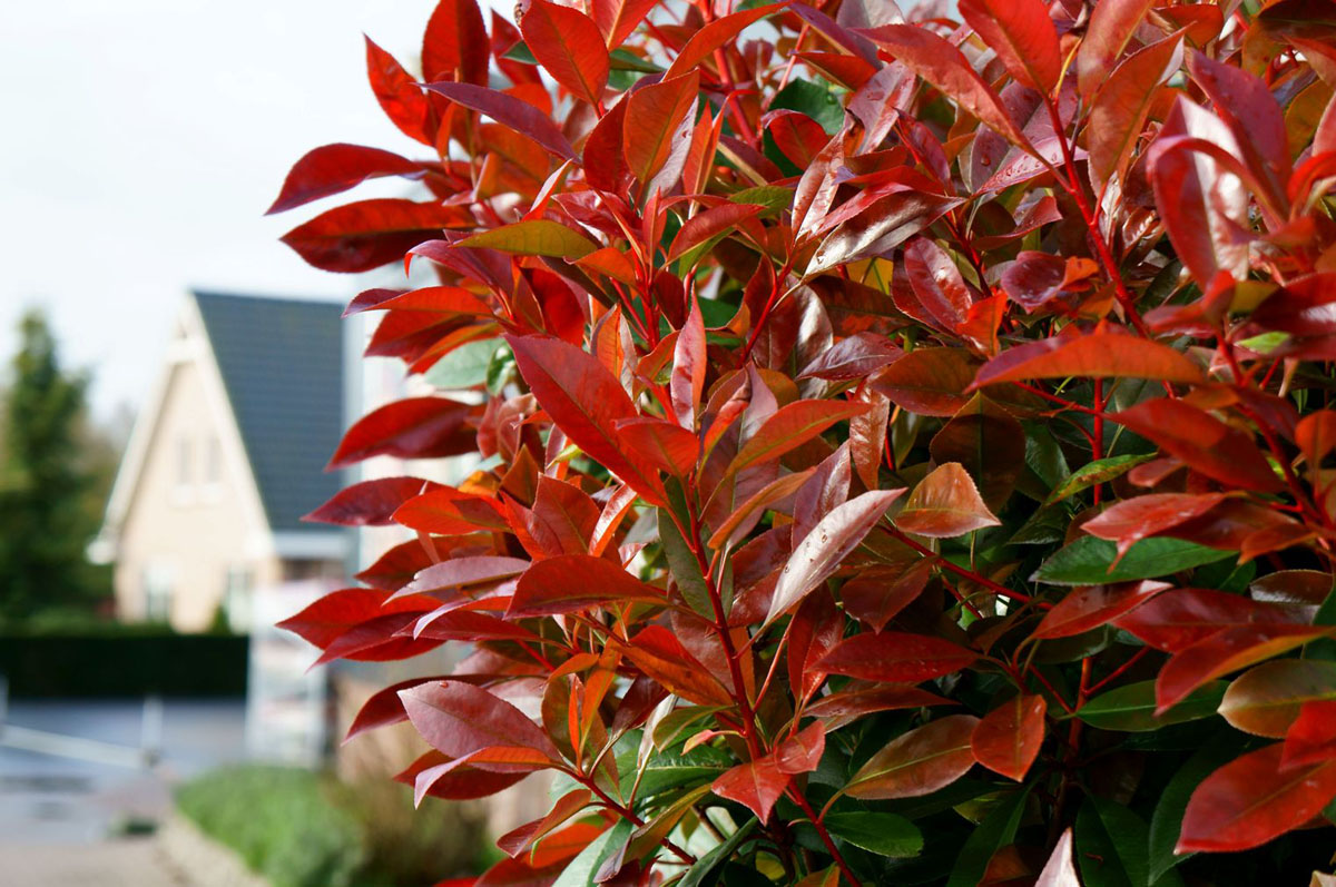Red also. Фотиния Фразера. Фотиния Фразера 'Louise'. Фотиния пильчатая. Photinia fraseri Red Robin.