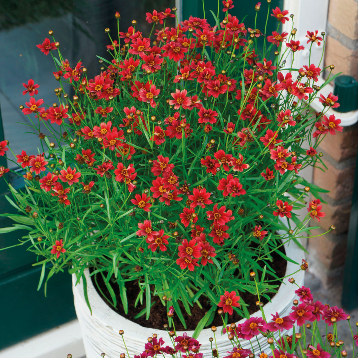 Coreopsis - rosea - Red - URITW03