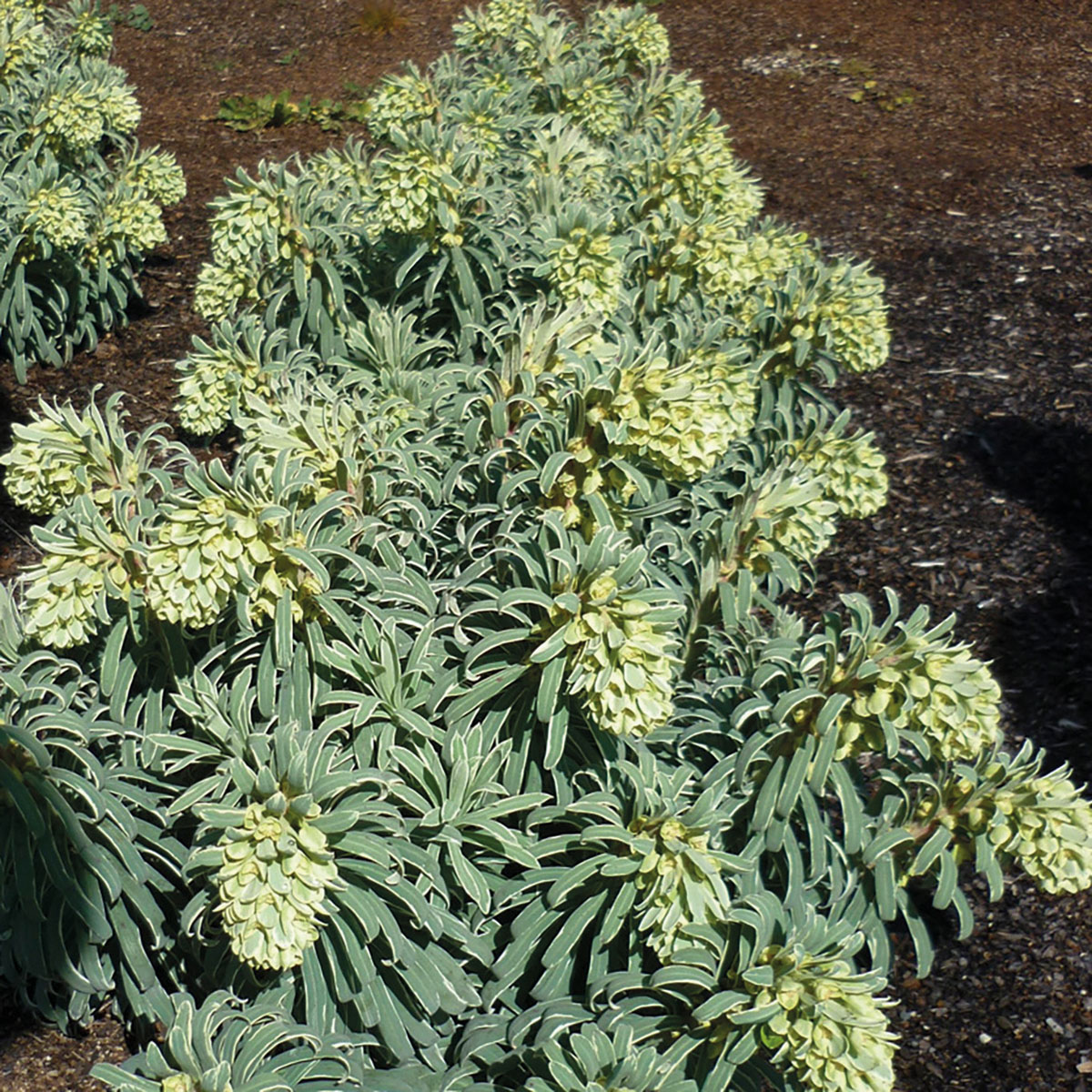 Euphorbia  - characias - Ascot Moonbeam - Cov