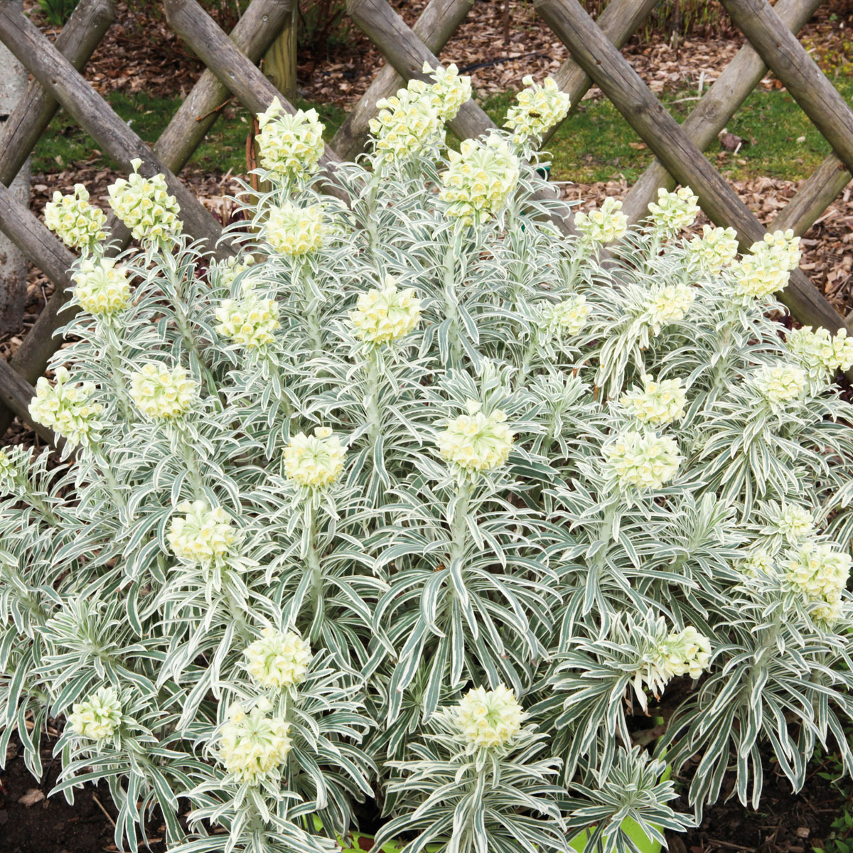 Euphorbia - characias - Tasmanian Tiger - Cov