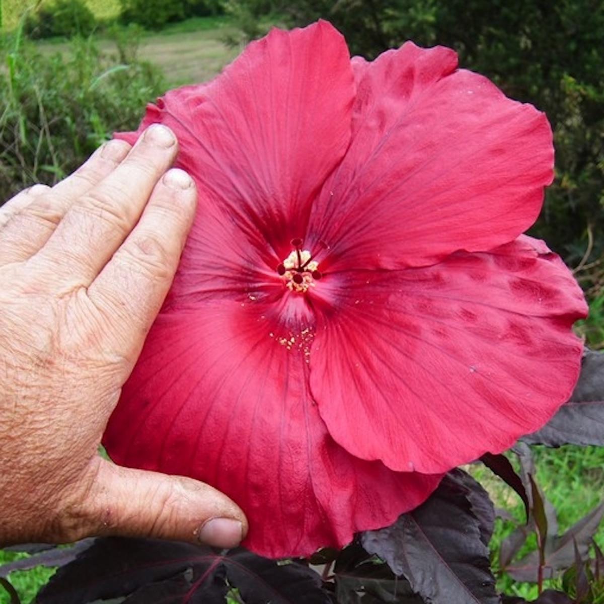 Hibiscus - CAROUSEL® - Geant Red 