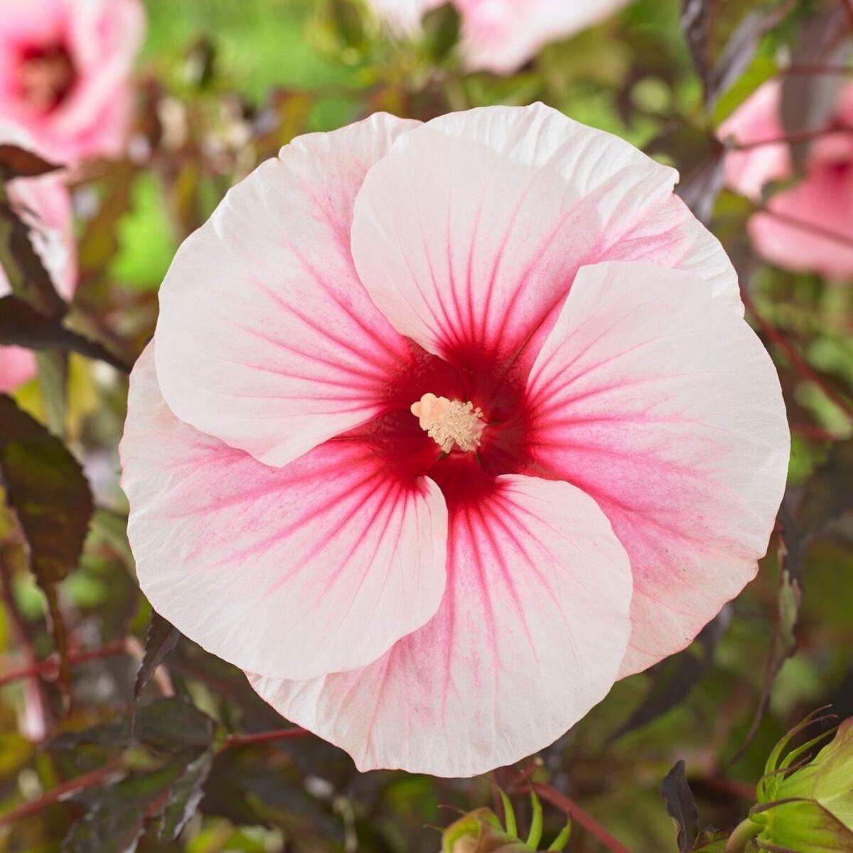 Hibiscus - CAROUSEL® - Pink Candy 
