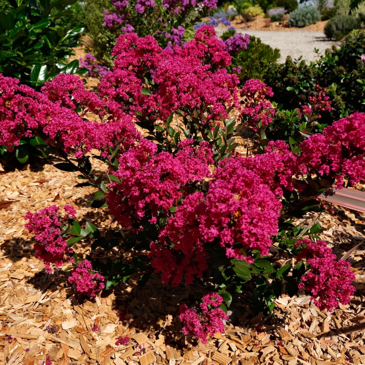 Lagerstroemia - WITH LOVE - Kiss