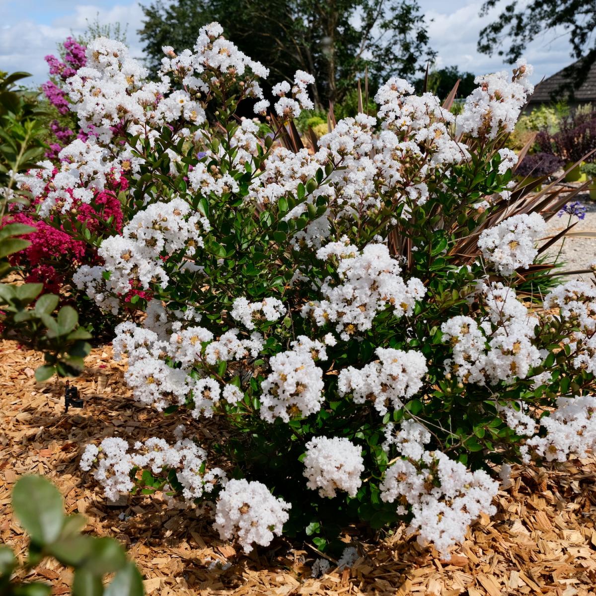 Lagerstroemia - WITH LOVE - Virgin