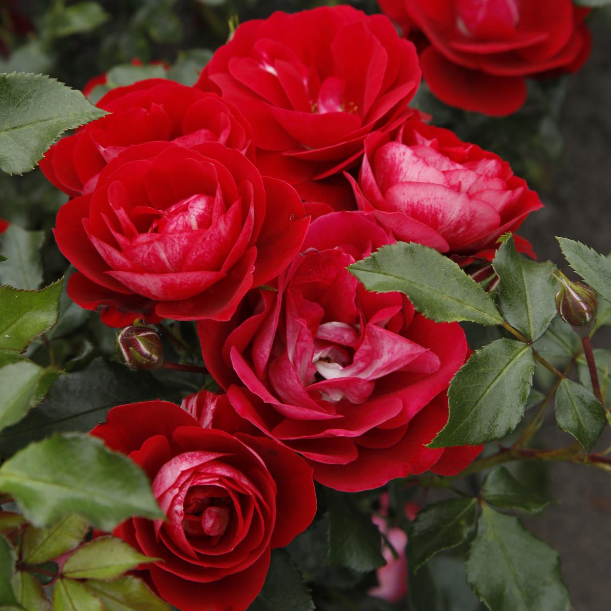 Rosa - hybride - Caracho - KORbrumila