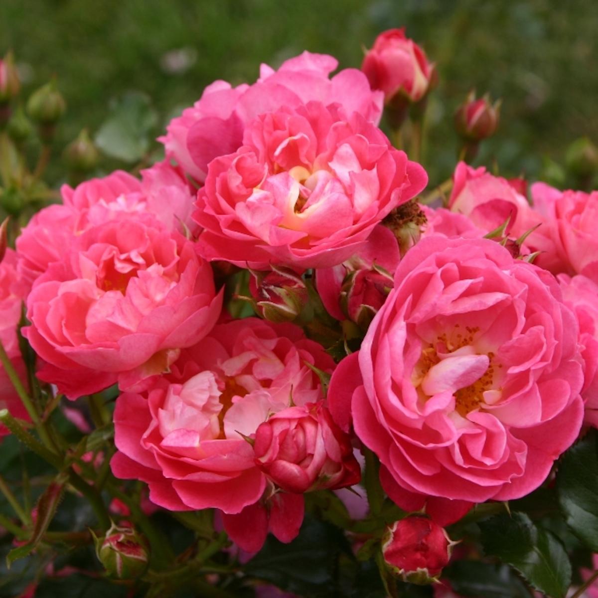 Rosa - hybride - Charmant® - korpeligo