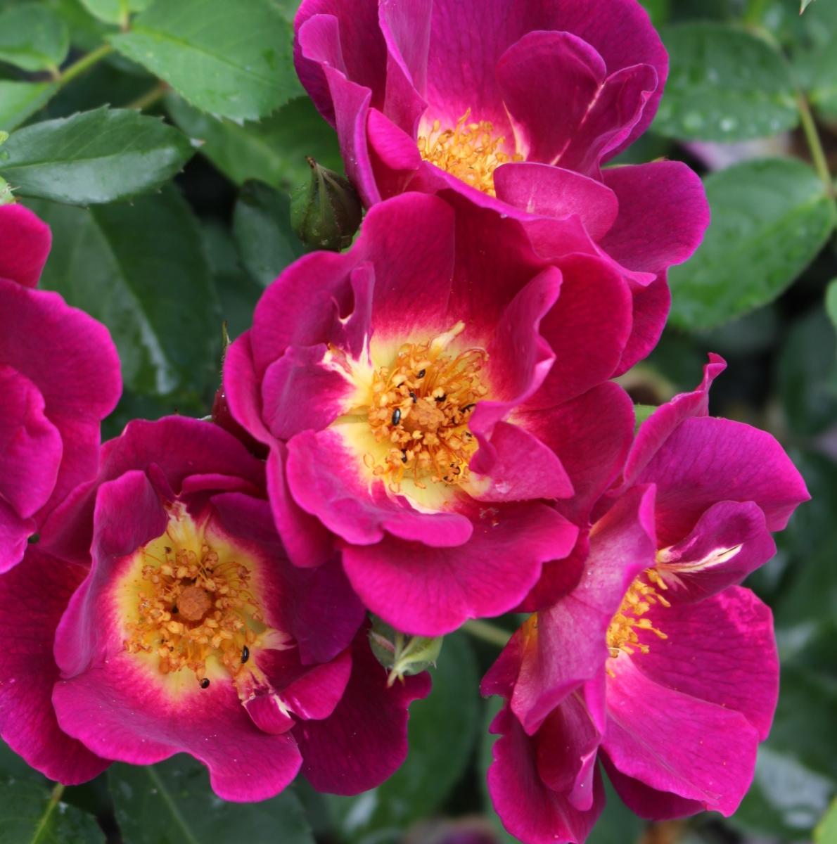 Rosa - hybride - Naturen - korwedesi