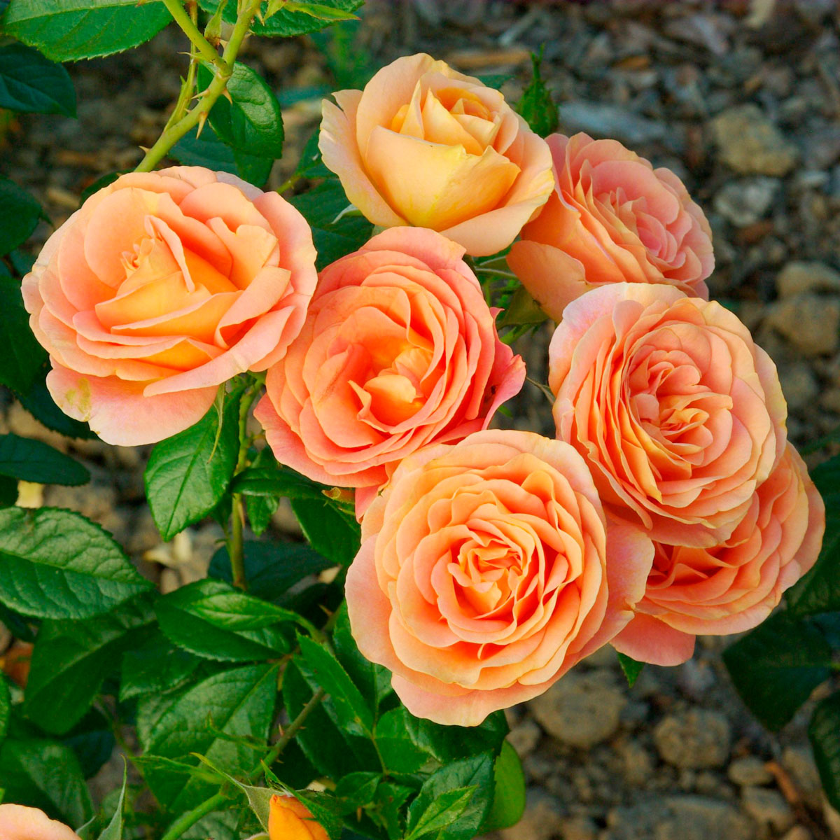 Rosa - hybride - Bengali® - KORbehati