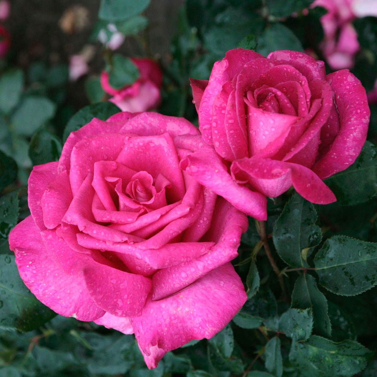 Rosa - hybride - Parole® - korbilant