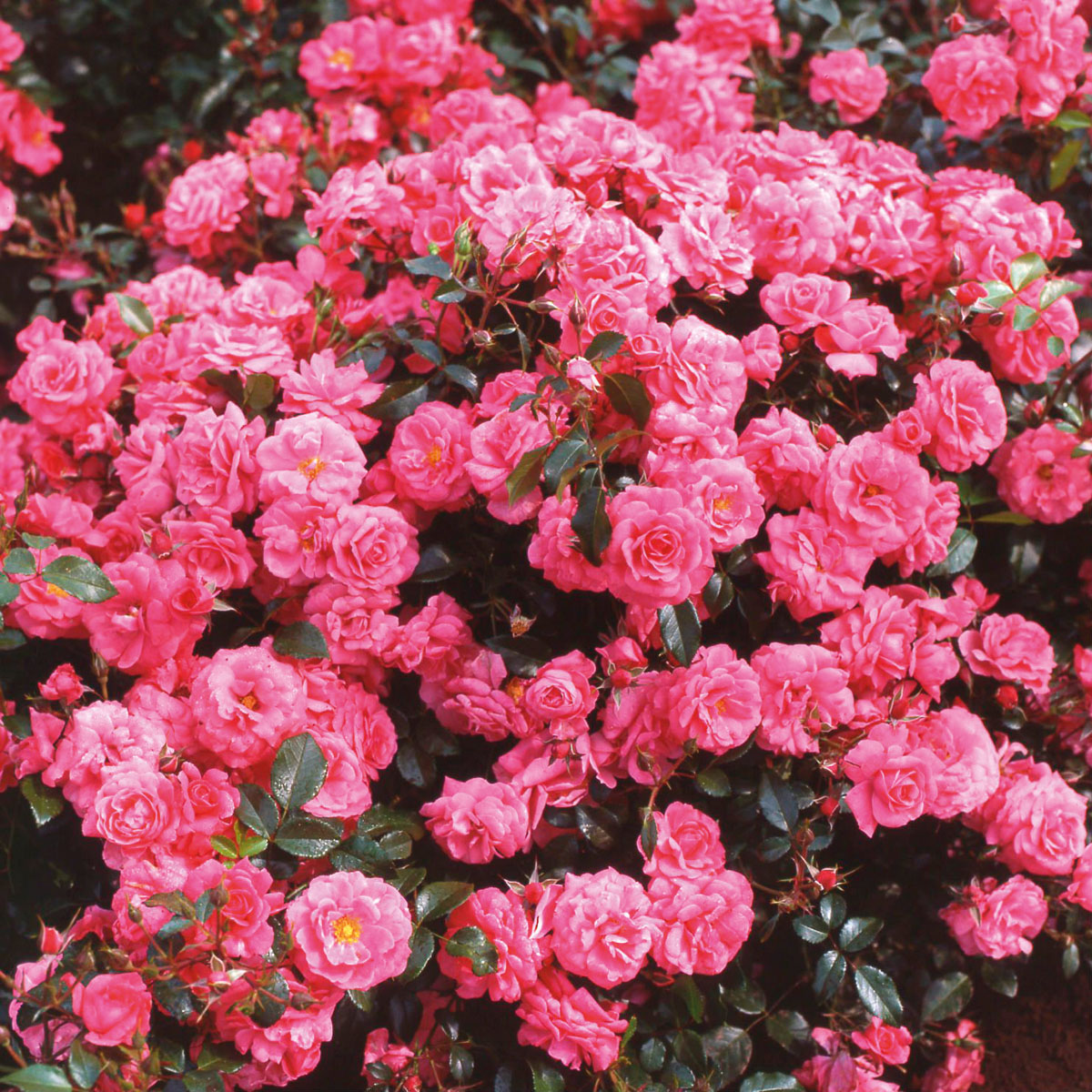 Rosa - hybride - Pink Emely® - Korselary
