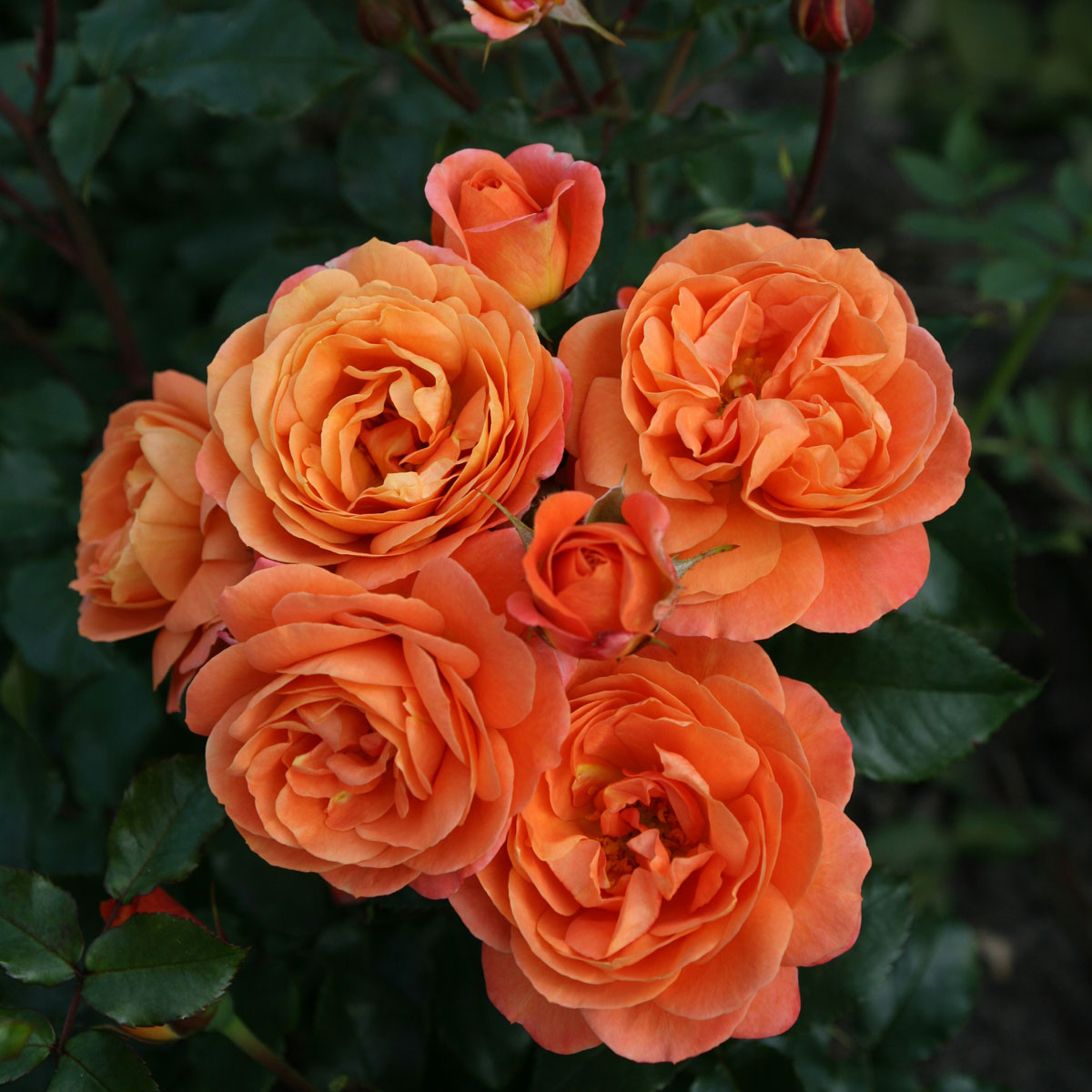 Rosa - hybride - Phoenix® - KORrosobi