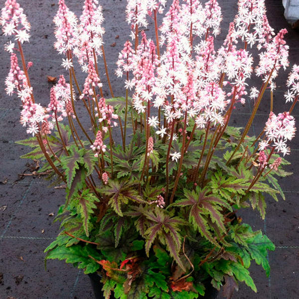 First slide