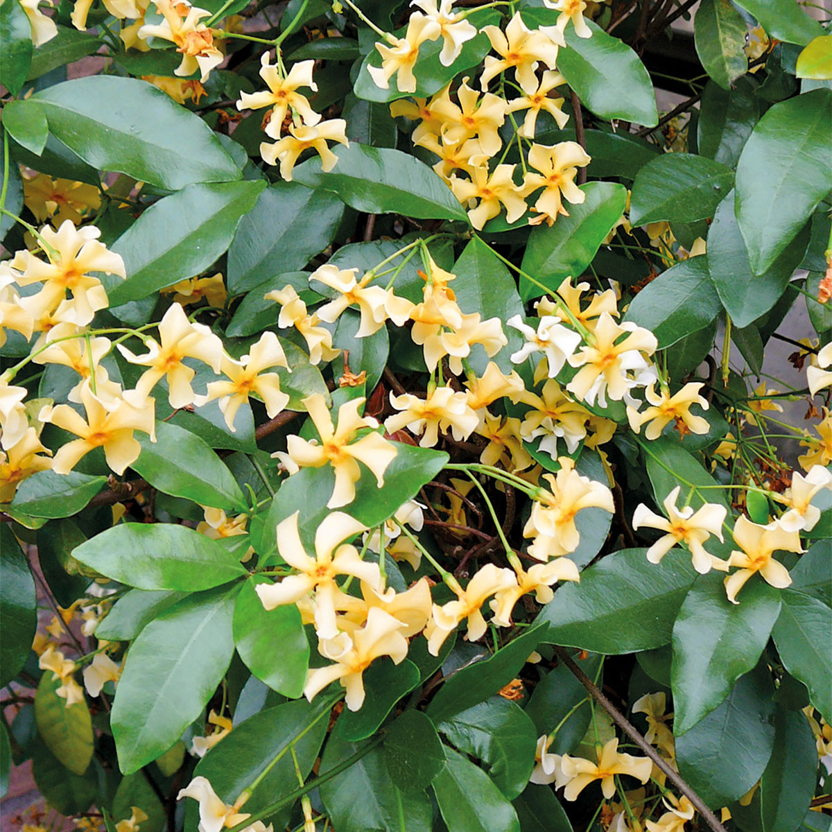 Trachelospermum - jasminoides - Star of Toscane - Selbra