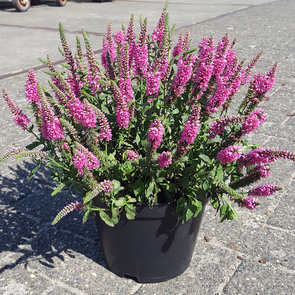 Veronica spicata Bubblegum Candles