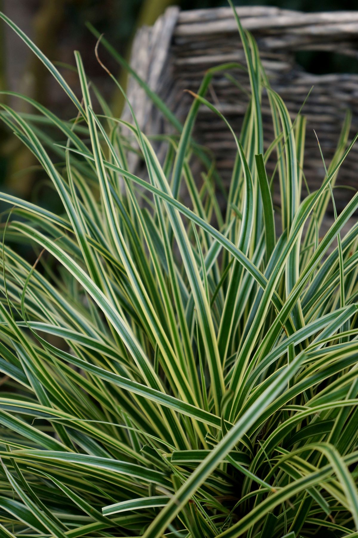 Carex oshimensis Everest