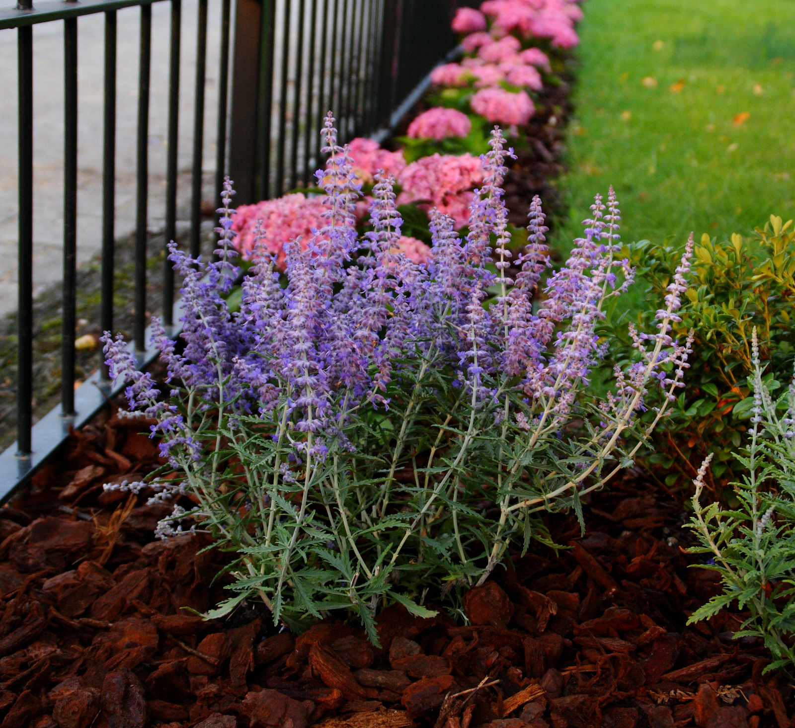 Перовския atriplicifolia