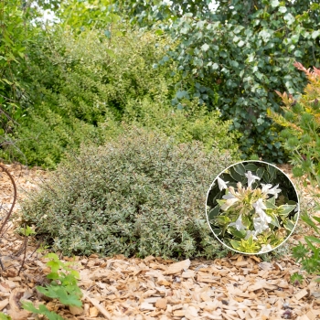 Abelia - grandiflora - Jelly Beans - Muabd