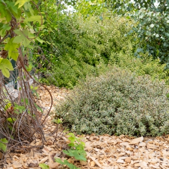 Abelia - grandiflora - Jelly Beans - Muabd