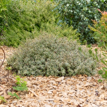 Abelia - grandiflora - Jelly Beans - Muabd